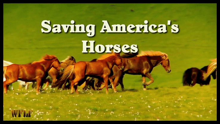 Saving America's Horses